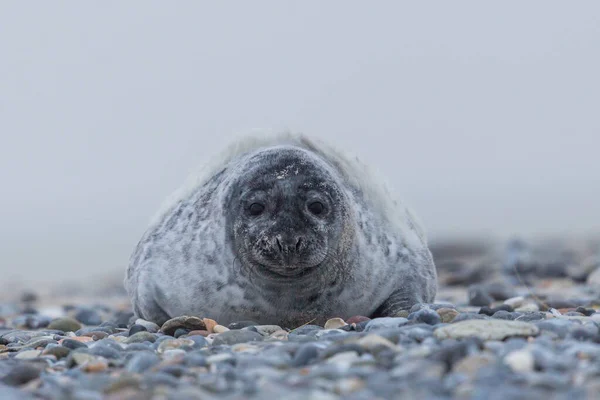 Elölnézet fiatal szürke fóka (halichoerus grypus) kavicsos strandon — Stock Fotó