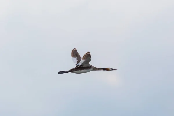 Portrait flying great crested grebe (podiceps cristatus) with sp — Stock Photo, Image