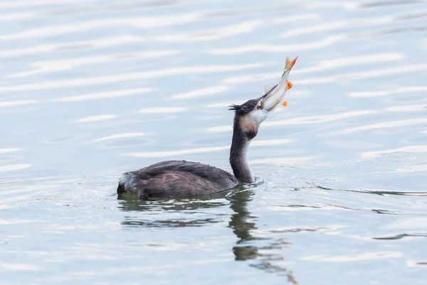 Grande grebe de crista (podiceps cristatus) em água com peixes em b — Fotografia de Stock