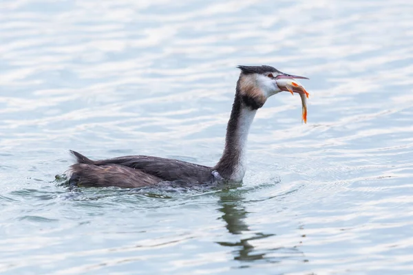 Crested grebe (podiceps cristatus) nadando com peixes enormes em ser — Fotografia de Stock