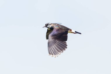 Uçarken yakın plan renkli kanat kuşu (vanellus vanellus)