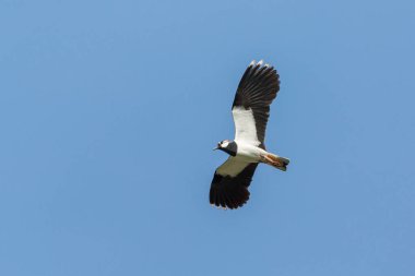 Yakın plan uçan kanat kuşu (vanellus vanellus) ile geniş açılı galibiyet