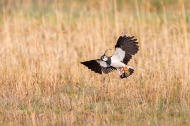 kanat çırpma (vanellus vanellus) sazlıkta kanat çırpma