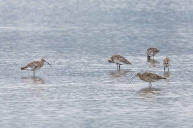 Bazı batı kıvrımlı kuşları (numenius arquata) ayakta duran su