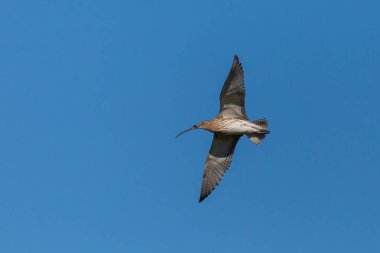 Mavi gökyüzünde uçan batı kıvrımlı kuşu (numenius arquata)