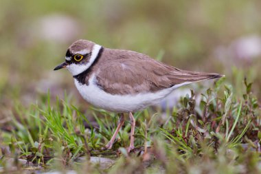 w içinde kenar görünümü küçük halkalı pulluk (charadrius dubius)