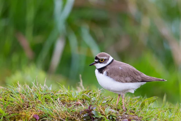 Πλευρική άποψη λίγο δακτυλιωμένο plover πουλί (charadrius dubius) στο γρασίδι — Φωτογραφία Αρχείου