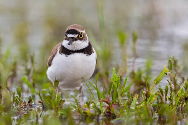 Közeli kis gyűrűs lóhere (charadrius dubius), nedvesen áztatva — Stock Fotó