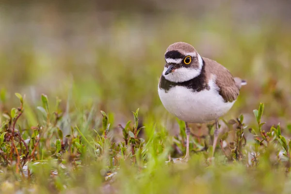 Kis gyűrűs lóhere (charadrius dubius) zöld vizes állásban — Stock Fotó