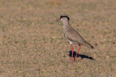 Wayana topraklarında taçlandırılmış kuş (vanellus coronatus)