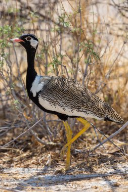 Kuzey siyah bir Koreli savanada yürüyor.