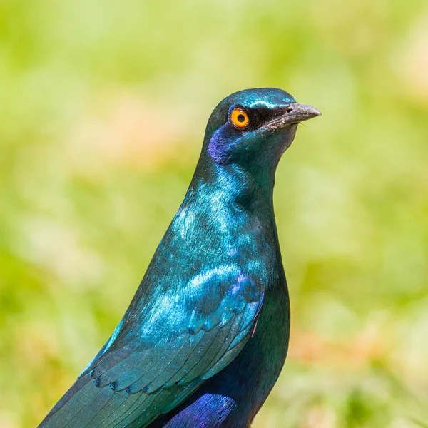 特写人像斗篷有光泽的星形(lamprotornis nitens)) — 图库照片