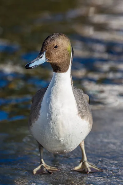 Männliche Nördliche Ente (anas acuta) steht im Eis in der Sonne — Stockfoto