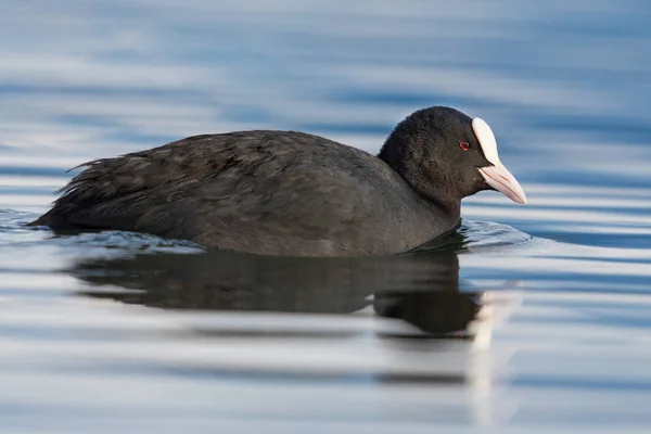 Detailed side view portrait swimming black coot (fulica atra) — Stock Photo, Image