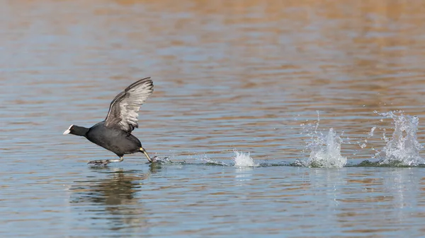 Pájaro negro (fulica atra) corriendo sobre la superficie del agua — Foto de Stock