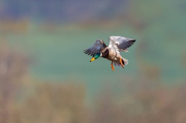 Bir erkek yaban ördeği (anas platyrhynchos)