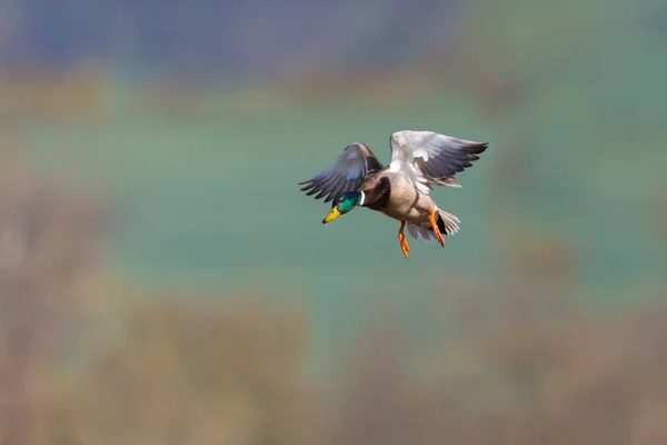 One male mallard duck (anas platyrhynchos) in flight — Stock Photo, Image