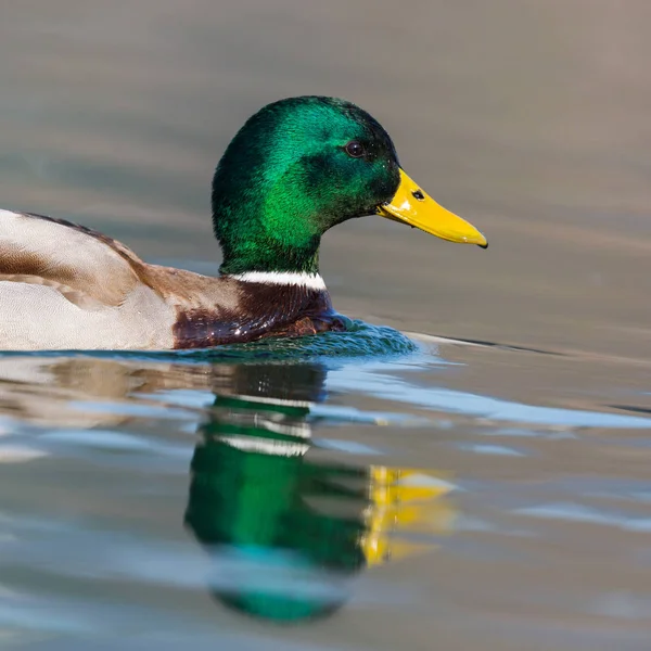 Close-up κολύμπι πολύχρωμο αρσενικό mallard πάπια (anas platyrhynchos — Φωτογραφία Αρχείου