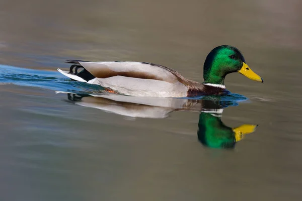 Bunte Stockente (anas platyrhynchos) spiegelt sich im Wasser — Stockfoto