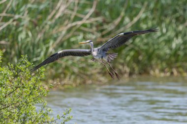 Bir gri balıkçıl (ardea cinerea) iniş uçuşunda yayılarak kazandı.