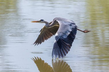 yakın plan gri balıkçıl (ardea cinerea) uçuşta, kanatlara dokunuyor