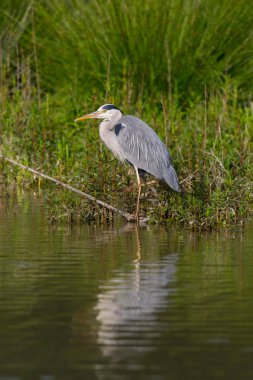 Gri balıkçıl (ardea cinerea) suyun dalında duruyor