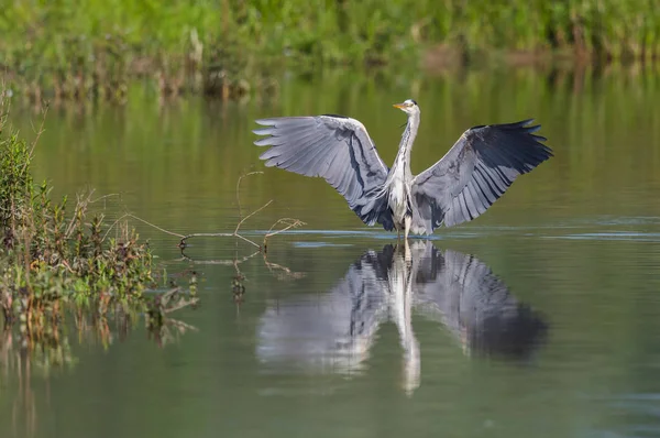 Garza gris (ardea cinerea) con alas extendidas de pie en el agua — Foto de Stock