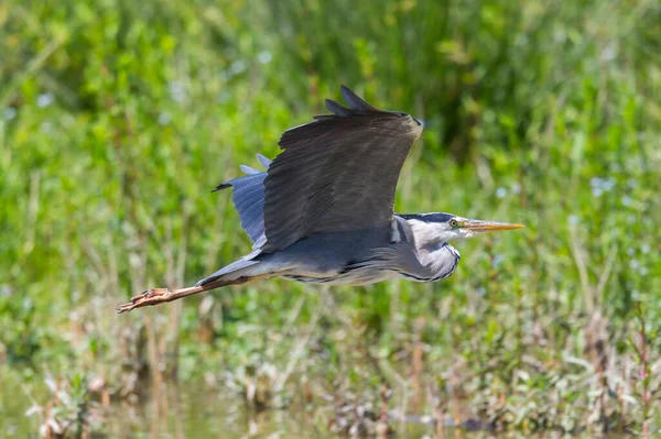 Γκρίζος ερωδιός (ardea cinerea) με ανοιχτά φτερά που πετούν μπροστά από — Φωτογραφία Αρχείου