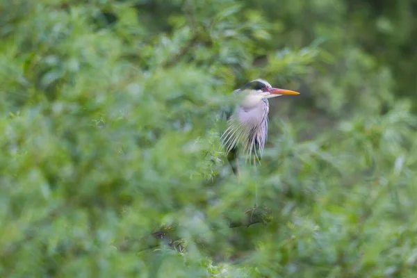 Grå häger (ardea cinerea) gömd i grönt bladverk copse — Stockfoto