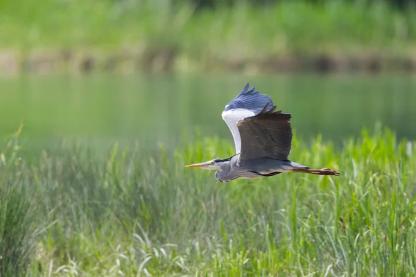 Jedna šedá volavka (ardea cinerea) v letu nad zelenou trávou — Stock fotografie