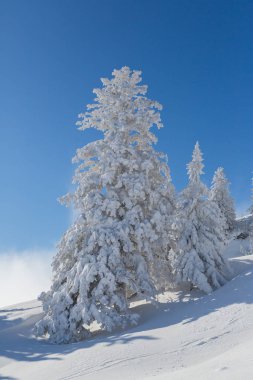 İsviçre dağlarında karla kaplı çok sayıda ağaç Rigi, mavi S