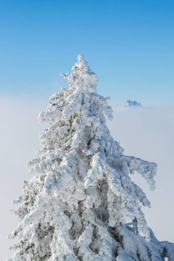 Karla kaplı ağaç, mavi gökyüzü, sis denizi ve torba içinde Pilatus dağı.