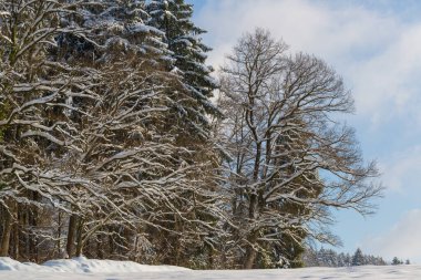 Orman kenarı ve ağaçlar karla kaplı, mavi bulutlu gökyüzü
