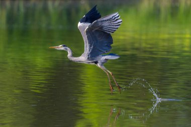 Doğal gri balıkçıl (ardea cinerea) kanatları açık sudan havalanır.