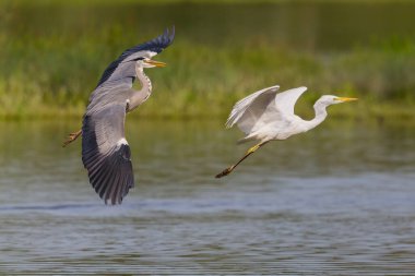 Uçuşta beyaz balıkçıl (egretta alba) kovalayan gri balıkçıl (ardea cinerea)