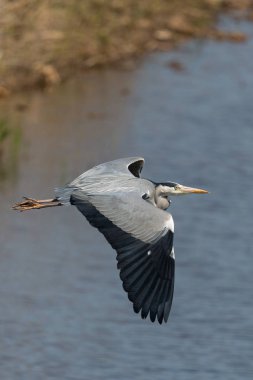 Yakın plan gri balıkçıl (ardea cinerea) suyun üzerinde kanatlarını açarak uçuyor