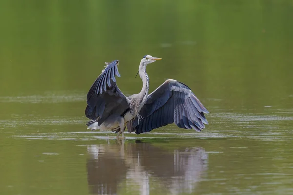 Jedna Czapla Szara Ardea Cinerea Stojąca Zielonej Wodzie Rozłożone Skrzydła — Zdjęcie stockowe