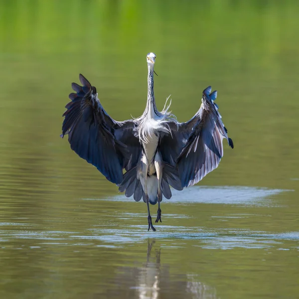 Primer Plano Aproximándose Garza Gris Ardea Cinerea Con Alas Extendidas — Foto de Stock