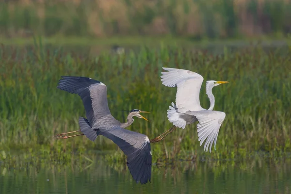 Zblízka Šedá Volavka Ardea Cinerea Letu Bílým Volánkem Egretta Alba — Stock fotografie