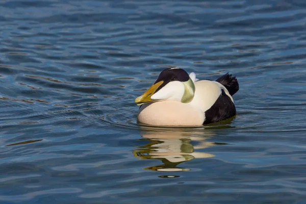 Canard Eider Mâle Naturel Somateria Mollissima Nageant Soleil Eau Bleue — Photo