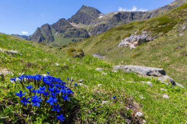Ticino 'daki Piora Vadisi' nde baharda, dağ manzarasında mavi çiçekleri açarlar.