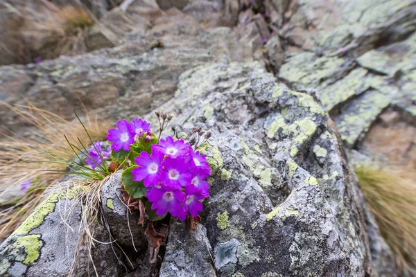 Flores Primula Naturais Florescendo Violeta Rocha Montanhas Alpinas Suíça — Fotografia de Stock