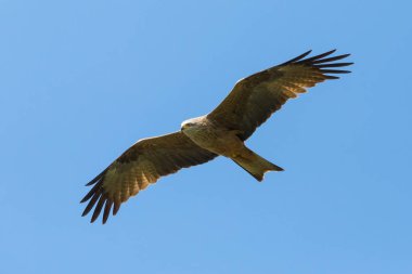 yakın çekim izole siyah uçurtma (milvus migrans), açık kanatlı mavi gökyüzü
