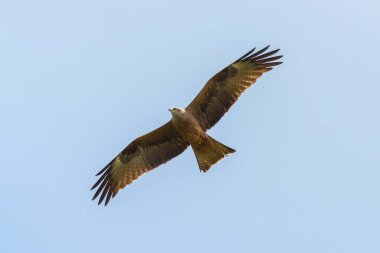 Mavi gökyüzünde kanatları açık uçan siyah uçurtma (milvus migrans)