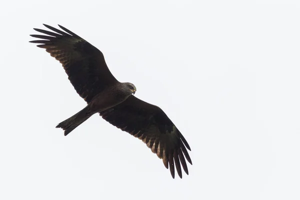 Close Isolated Black Kite Milvus Migrans Flight Sky Spread Wings — Stock Photo, Image