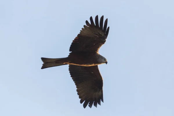 Siyah Uçurtma Silueti Milvus Migrans Mavi Gökyüzünde Kanatları Açık Uçarken — Stok fotoğraf