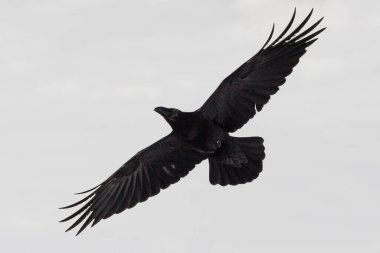 İzole edilmiş kuzey kuzgunu (corvus corax) güneşin altında kanatlarını açarak uçuyor.