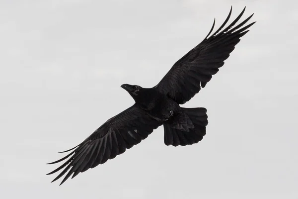 Close Geïsoleerde Noordelijke Raaf Corvus Corax Tijdens Vlucht Met Gespreide — Stockfoto