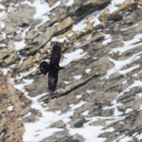 Corvo Norte Corvus Corax Voando Frente Escarpa Nevada — Fotografia de Stock