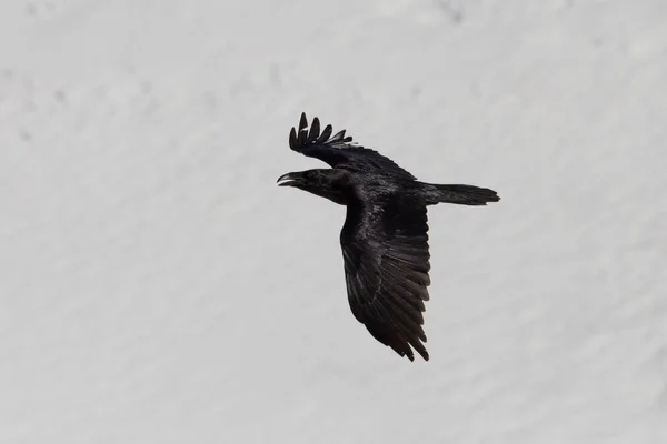 Nahaufnahme Fliegender Natürlicher Nördlicher Rabe Corvus Corax Vor Einer Schneemauer — Stockfoto